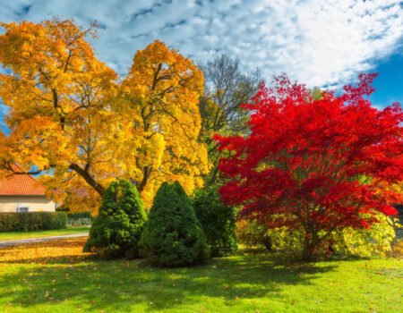 The Beauty of Autumn Trees with Red Leaves