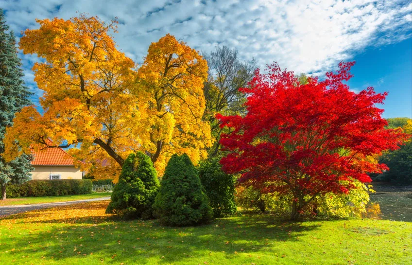 The Beauty of Autumn Trees with Red Leaves