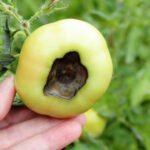What Causes Black Spots on Tomatoes and How to Fix It