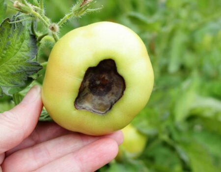 What Causes Black Spots on Tomatoes and How to Fix It