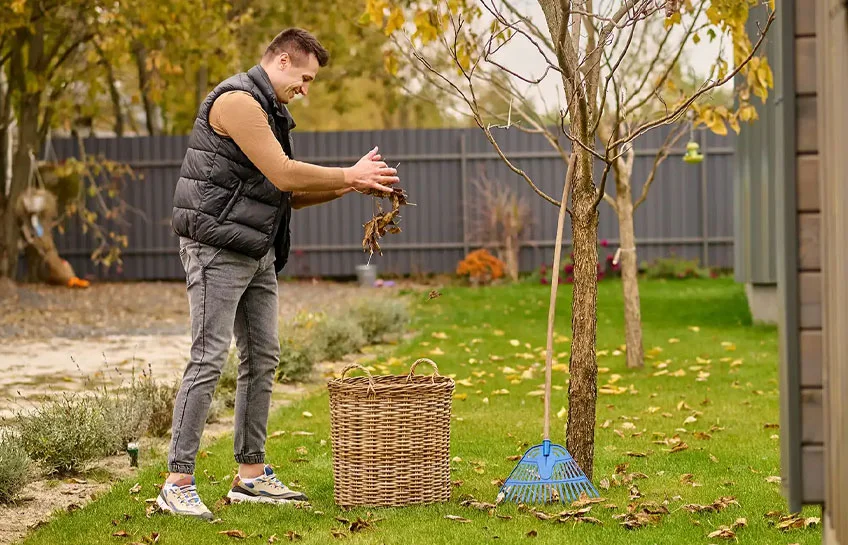 The Complete Guide to Caring for Trees in Los Angeles