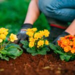New to Flower Gardening? Here's Where to Start