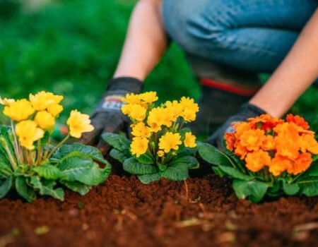 New to Flower Gardening? Here's Where to Start