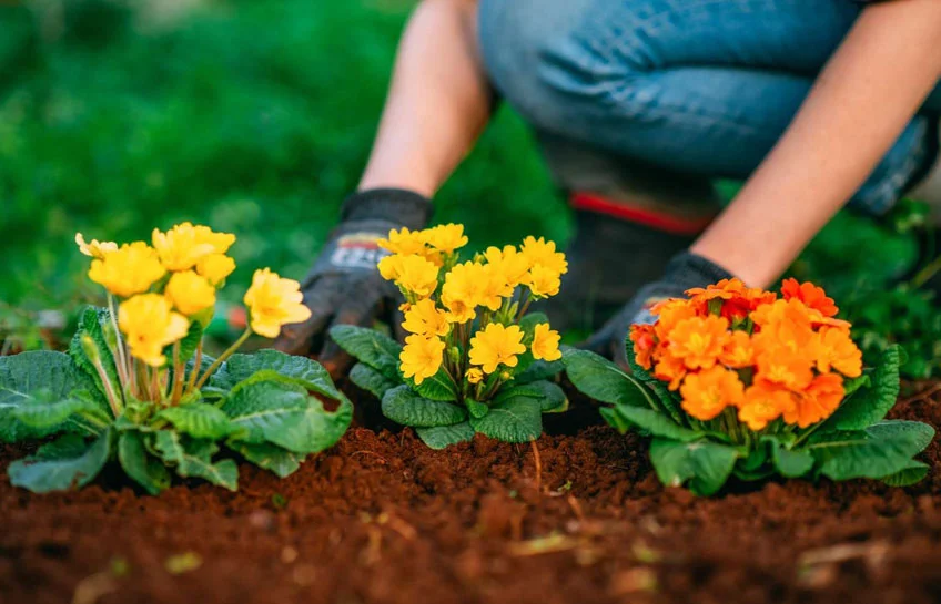 New to Flower Gardening? Here's Where to Start