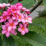 The Truth About Frangipani Roots: A Comprehensive Guide