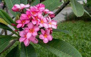 The Truth About Frangipani Roots: A Comprehensive Guide