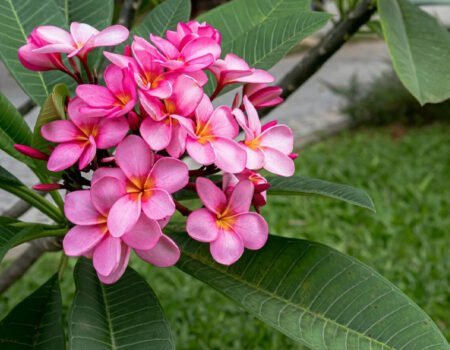 The Truth About Frangipani Roots: A Comprehensive Guide