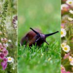 Easy Tips to Keep Slugs and Snails Out of Your Garden
