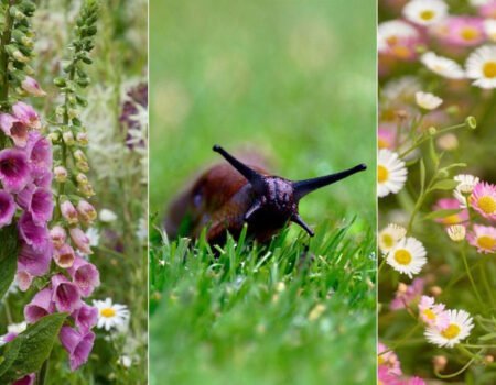 Easy Tips to Keep Slugs and Snails Out of Your Garden