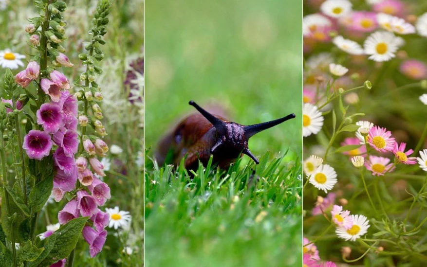 Easy Tips to Keep Slugs and Snails Out of Your Garden