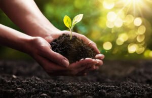 The Importance of Soil Health in Your Garden