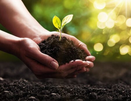 The Importance of Soil Health in Your Garden