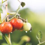 Understanding Soil pH for Growing Tomatoes
