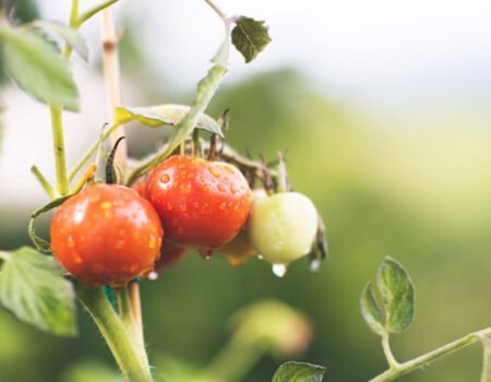 Understanding Soil pH for Growing Tomatoes