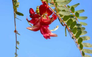Top 8 Trees with Red Flowers to Beautify Your Garden