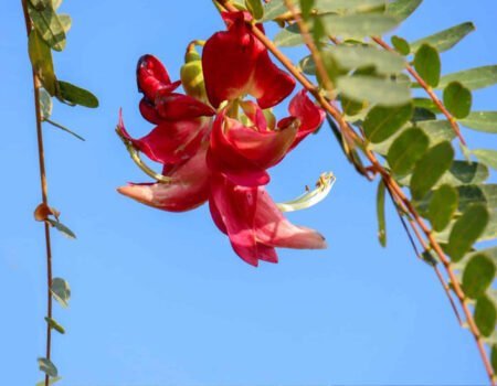 Top 8 Trees with Red Flowers to Beautify Your Garden