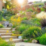 10 Beautiful Drought-Resistant Plants for Low-Maintenance Landscaping
