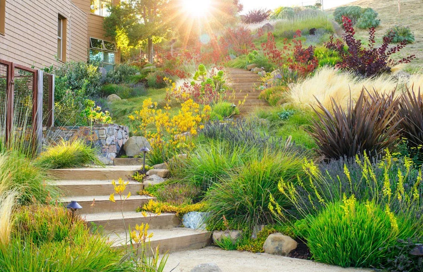 10 Beautiful Drought-Resistant Plants for Low-Maintenance Landscaping