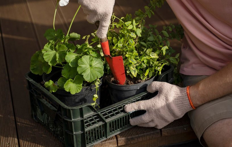 Is Container Gardening the Solution for Your Small Outdoor Space?