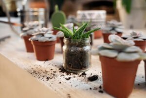 Top Tips for Choosing the Right Plants for Container Gardening