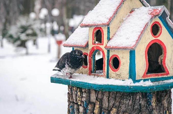 cardinal bird house