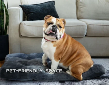 How to Create a Pet-Friendly Space for Your English Bulldog